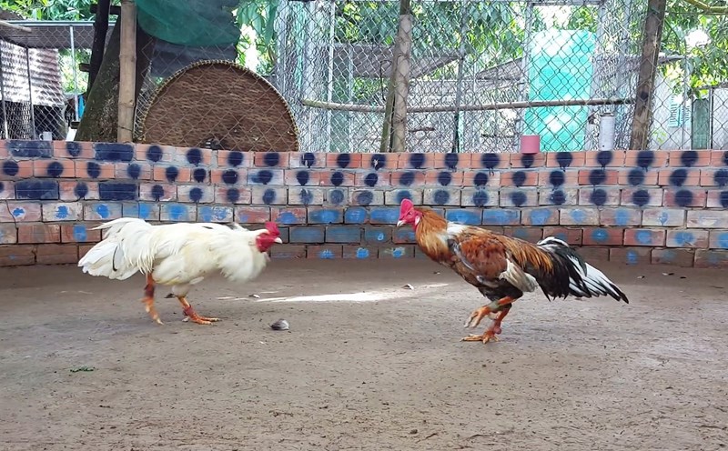 Gà đá Casino là hình thức chọi kê online được hàng triệu anh em say mê