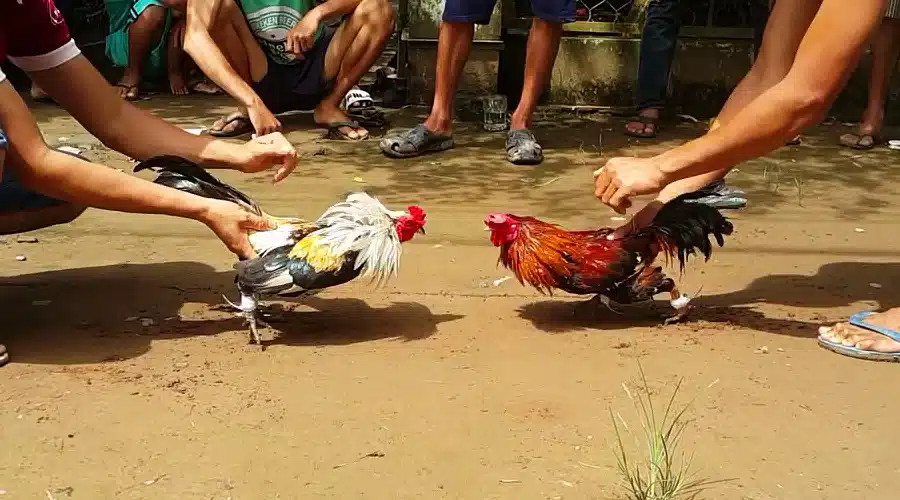 Người chơi nên tham gia cá cược gà đá Casino ở những nhà cái uy tín