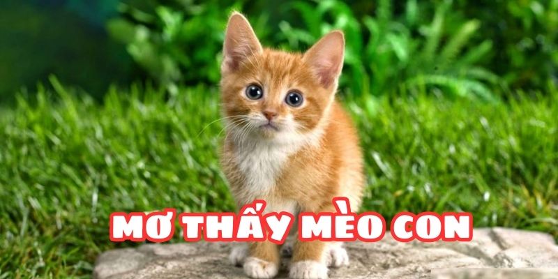 Các con số may mắn liên quan đến giấc mơ thấy mèo con