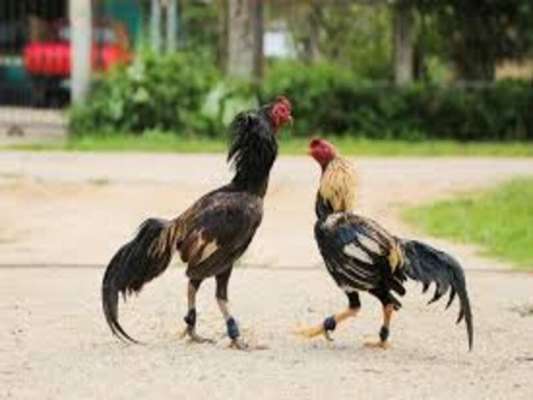 Một số biểu hiện khi gà bị mắc bệnh chảy nước mũi thông thường