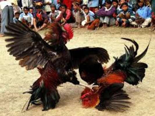 Một số phương pháp giúp phòng ngừa bệnh sổ mũi cho gà đá