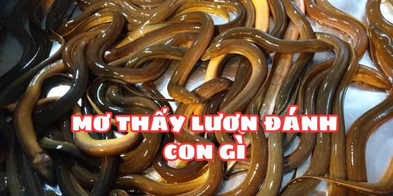Con số liên quan đến giấc mơ thấy lươn đánh con gì