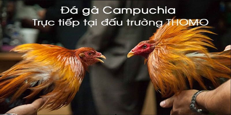 Sơ lược về đá gà Campuchia