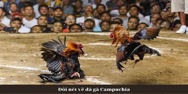 Luật chơi của trò đá gà Campuchia như thế nào?
