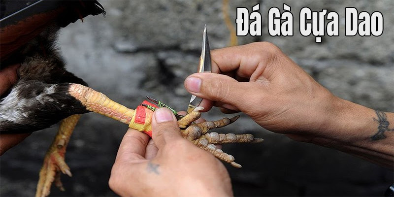 Các hình thức chơi đá gà cựa sắt