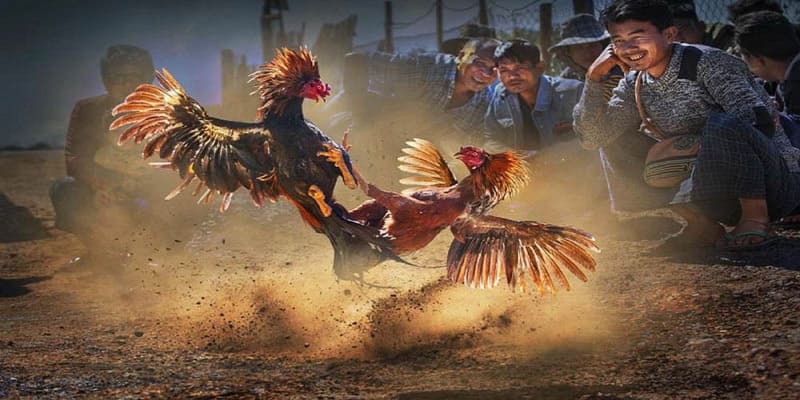 Sự phổ biến của đá gà dạng cựa sắt