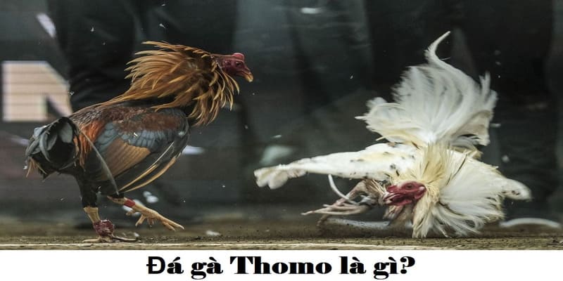 Lưu ý quan trọng khi chơi đá gà thomo