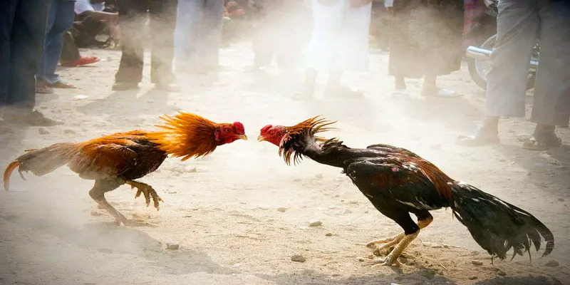 Tại sao nên lựa chọn đá gà trực tiếp mới nhất