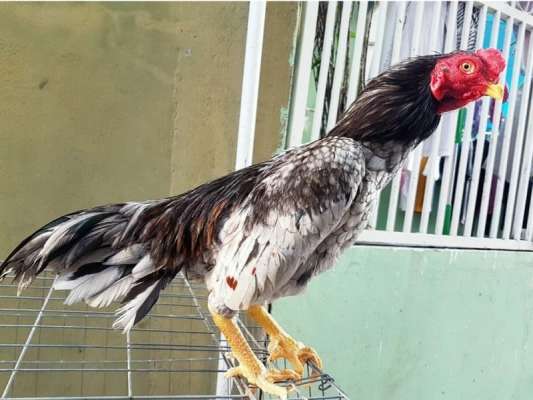 Giống gà asil lai Mỹ được nhiều tay chơi đá gà ưa thích