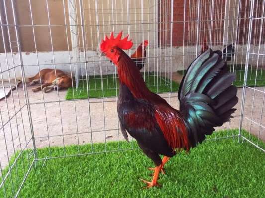 Anh em có thể tìm mua loại gà này ở nhiều nơi khác nhau