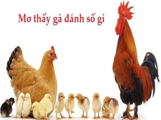 Gặp gà rừng đánh số gì?