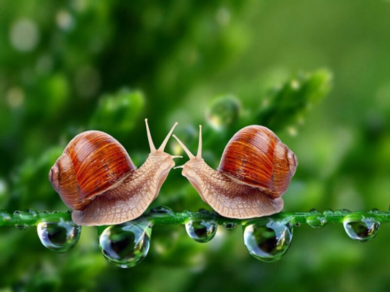 Giải mã mơ thấy ốc đánh con gì