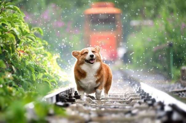 Nằm mơ thấy con chó có rất nhiều trường hợp khác nhau