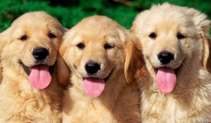 Chó là một loài động vật cực kỳ trung thành
