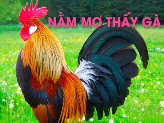 Ý nghĩa giấc mơ gặp gà rừng