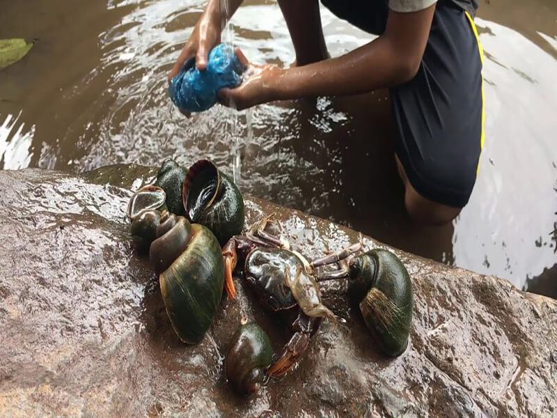 Mơ ốc bươu sẽ như thế nào