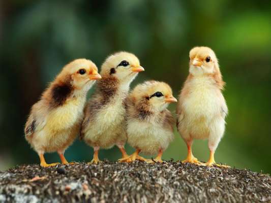 Chiêm bao mơ thấy gà thì đánh con số gì?