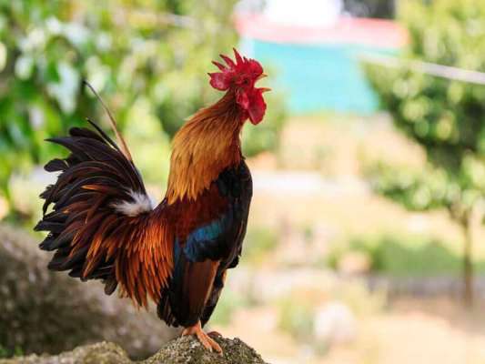 Nằm mơ thấy con gà con