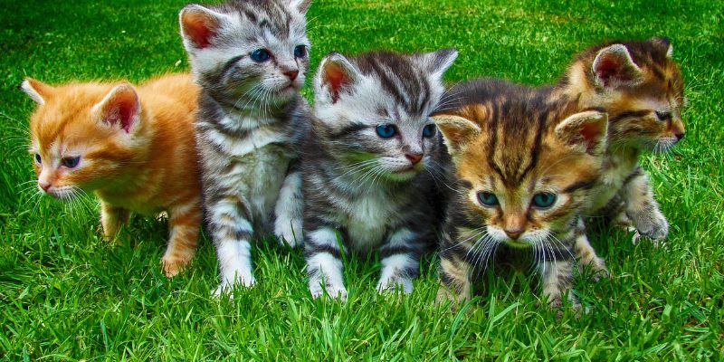 Mơ thấy mèo con là điềm lành hay điềm gở?
