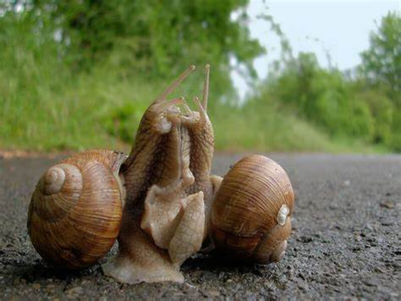 Chiêm bao giấc mơ ốc đánh con gì cho trúng