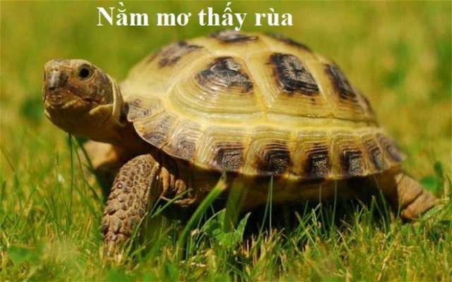 Giấc mơ thấy Rùa là 1 giấc mơ rất đặc biệt, báo hiệu những điều may mắn sắp tới