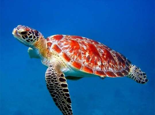 Nếu nằm mơ thấy Rùa vàng báo hiệu bạn sắp thu về được món nợ lớn