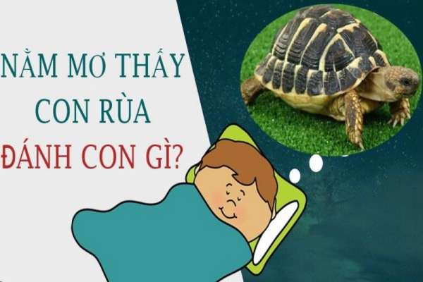 Nằm mơ thấy Rùa Biển cho thấy bạn là người hướng ngoại, thích chu du đây đó