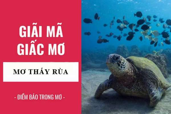 Tùy vào tình huống mà mỗi giấc mơ có một ý nghĩa cũng như con số khác nhau
