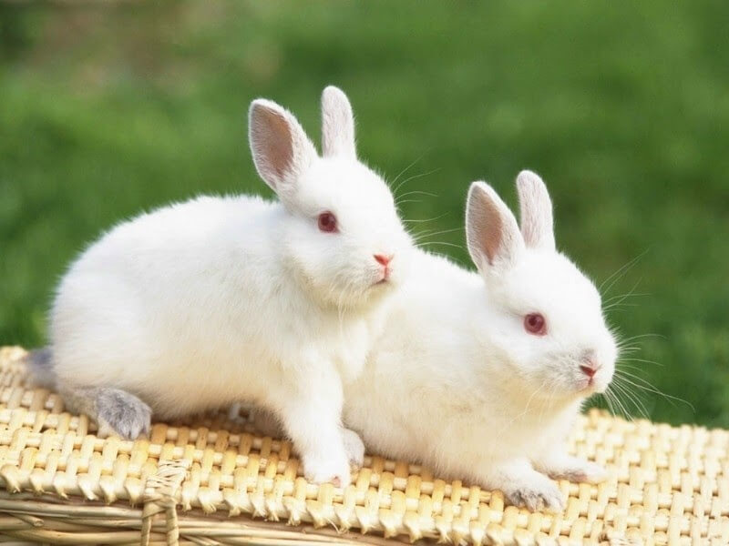 Ngủ mơ thấy hình ảnh con thỏ đang ăn cỏ