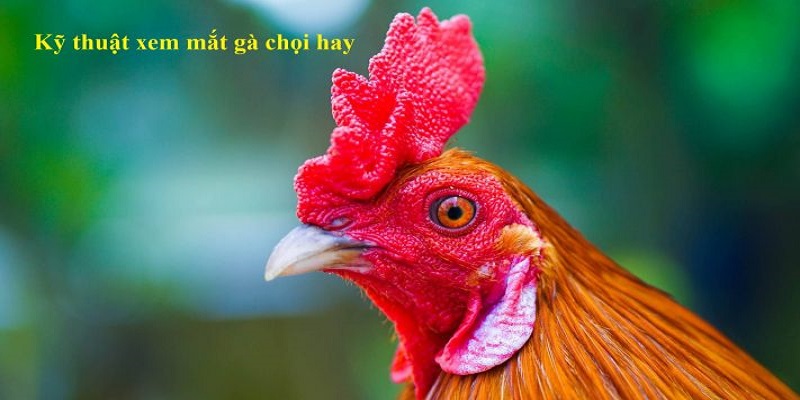 Quan sát mắt gà từ nhiều góc độ khác nhau và kiểm tra cả hai mắt để có cái nhìn tổng quan về tình trạng mắt