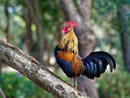 Ý nghĩa của giấc mơ thấy gà và những con số may mắn
