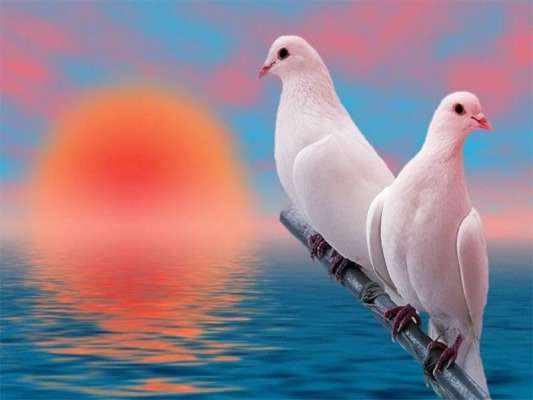 Chiêm bao thấy chim bồ câu là tốt hay xấu - nên đánh con số may mắn nào